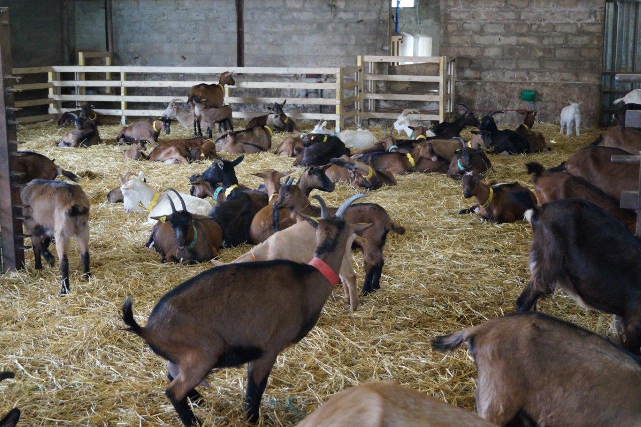 Les cinquante chèvres ont un vaste bâtiment pour vaquer à leurs occupations.