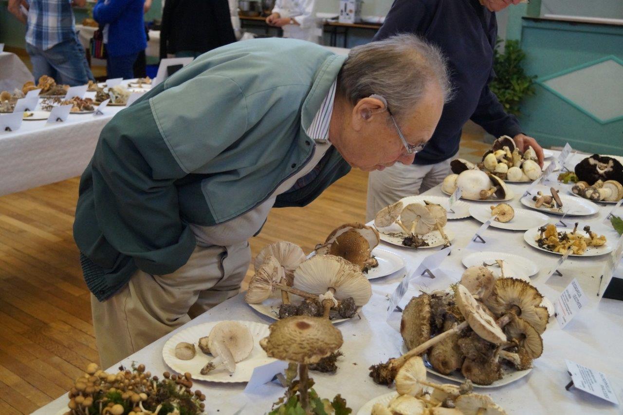 Un champignon avait une odeur de miel, un autre, une odeur de poire...