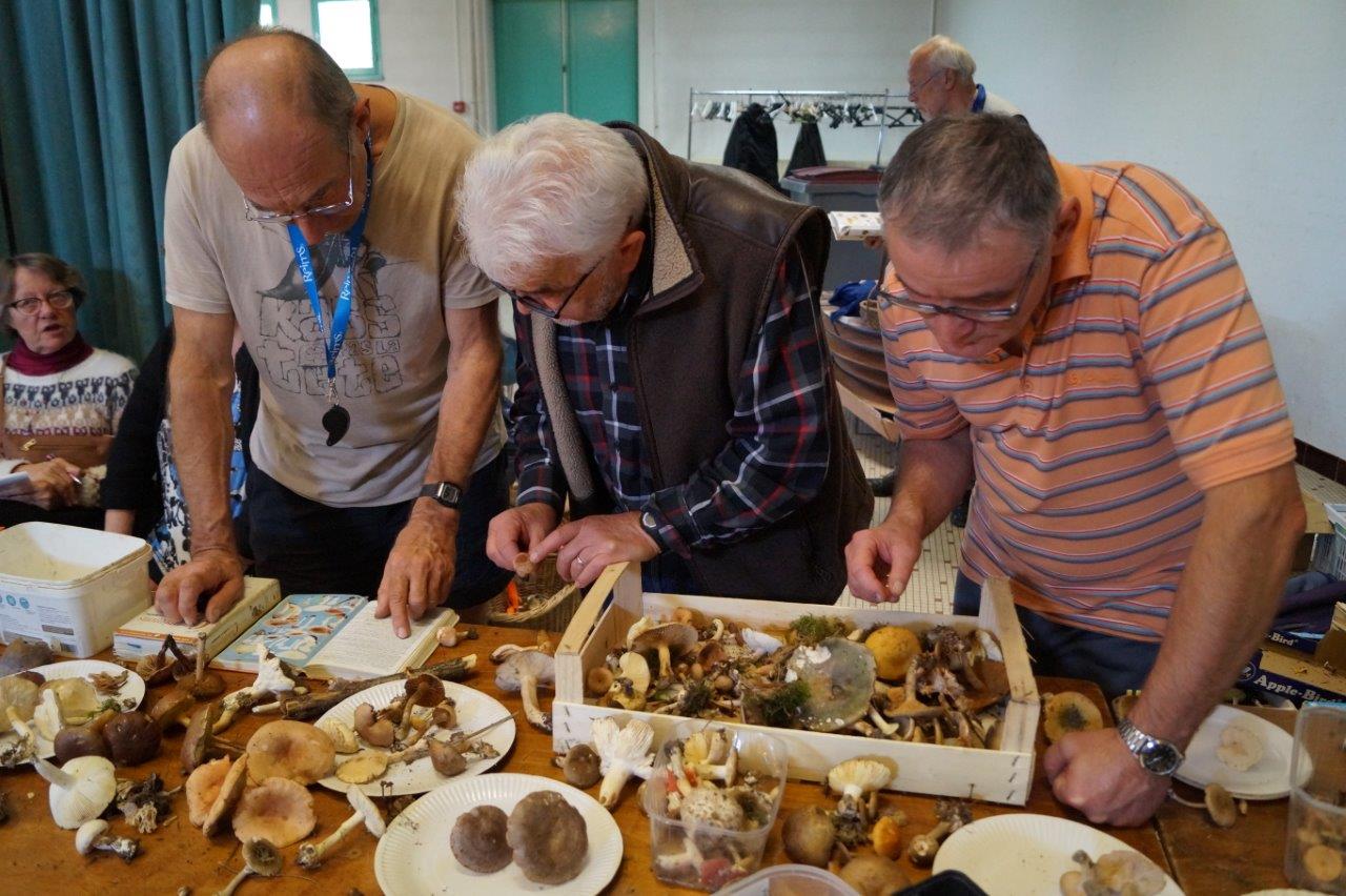 Les adhérents de la Société mycologique de Reims auscultaient minutieusement les champignons apportés par des visiteurs.