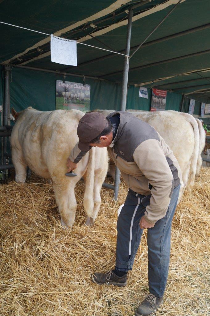 A la foire Saint-Simon, c'est en fait comme au Salon de l'Agriculture : Il faut sans cesse bichonner.