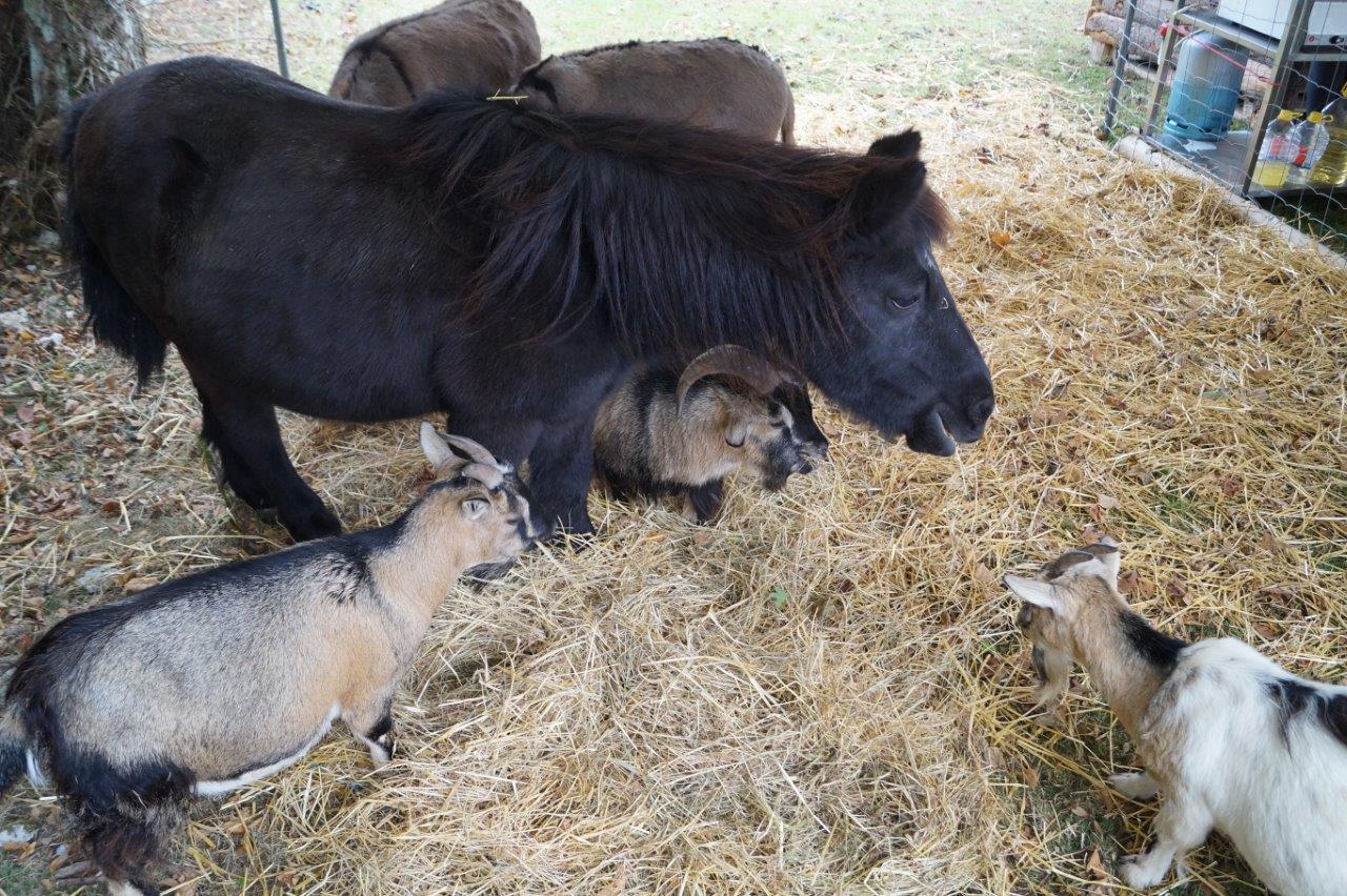 ...le Ranch du Moulin...