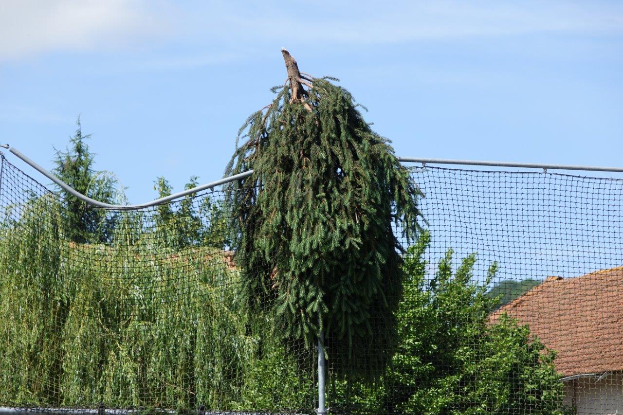 La tête d'un sapin a atterri sur la clôture de l'aire jeux située Espace de Sade.