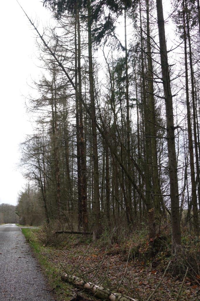 Des sapins attendent le prochain épisode hivernal pour s'écrouler sur la route.