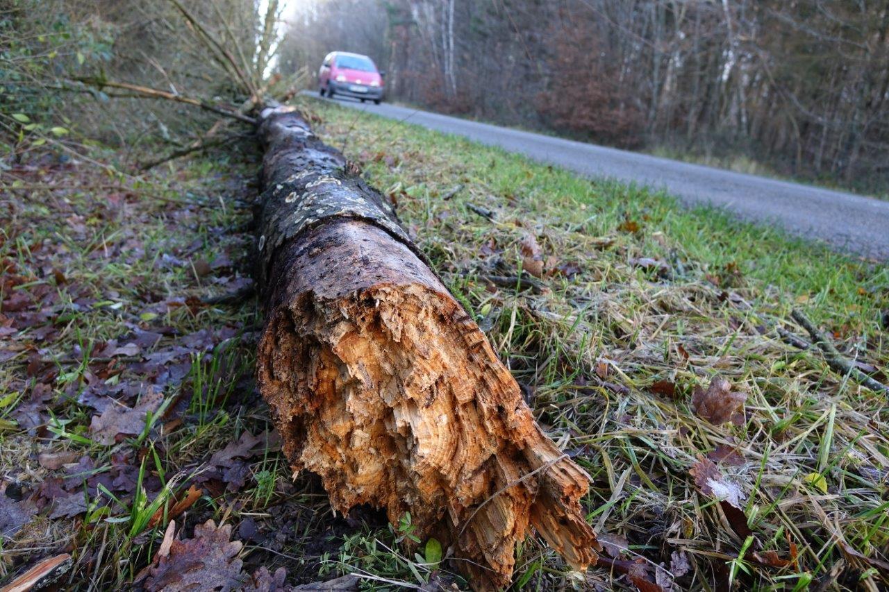 La semaine dernière, ce sapin, d'environ 9 mètres, s'est écroulé sur la route à la tombée de la nuit...