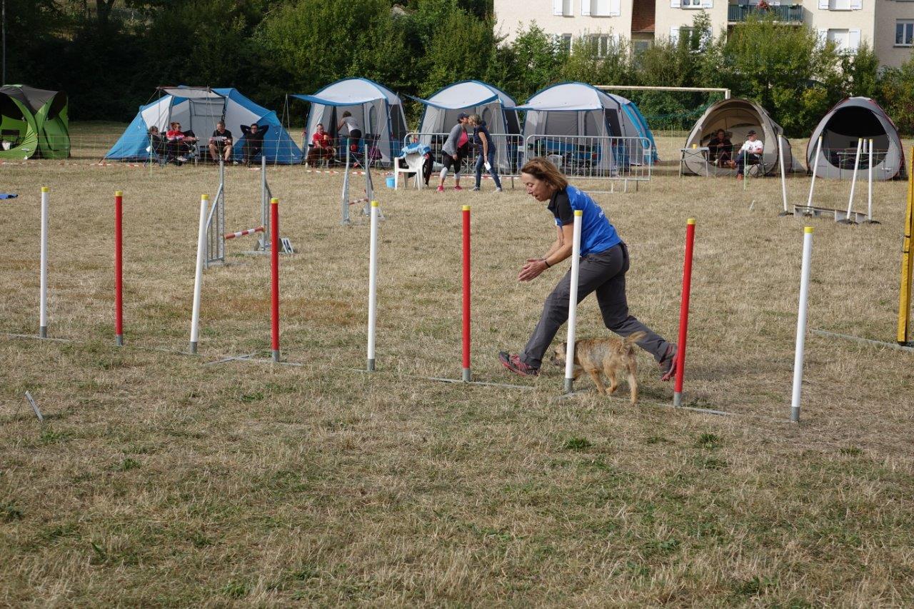 En slalom, le chien doit rentrer avec le premier piquet à sa gauche et franchir l'ensemble sans sauter aucune porte.