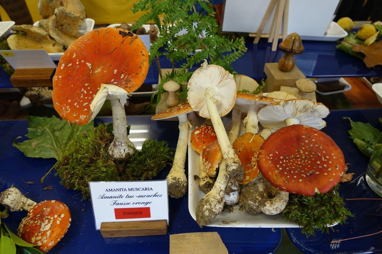 Contrairement aux règles de circulation, dans le monde des champignons, au rouge, on mange...