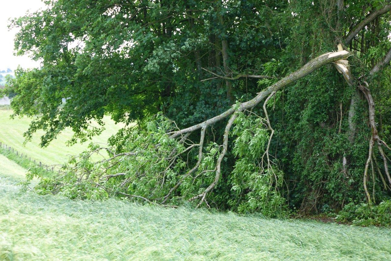 De nombreux arbres ont souffert du passage de la tornade...