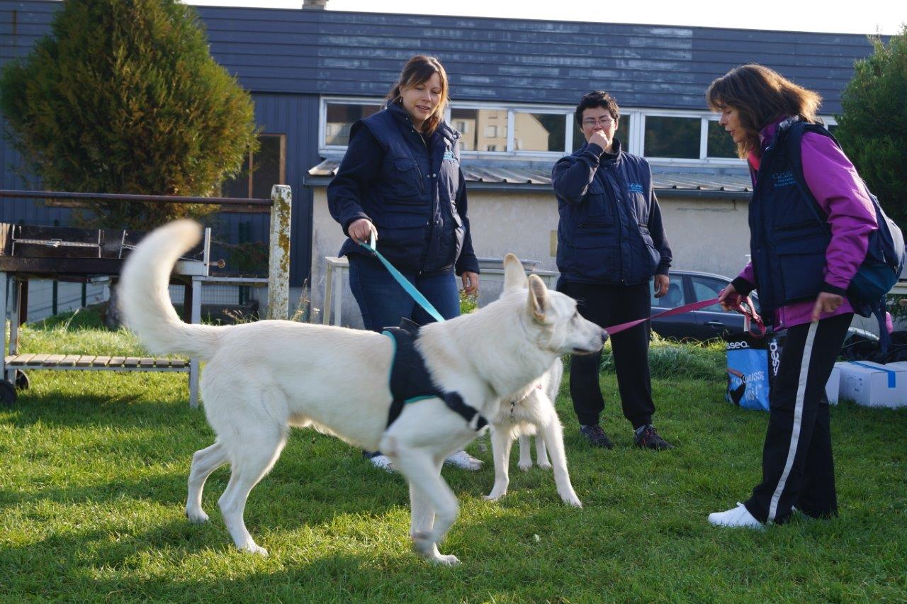 Un concours spécial "Berger Blanc Suisse" était également au programme de la journée.