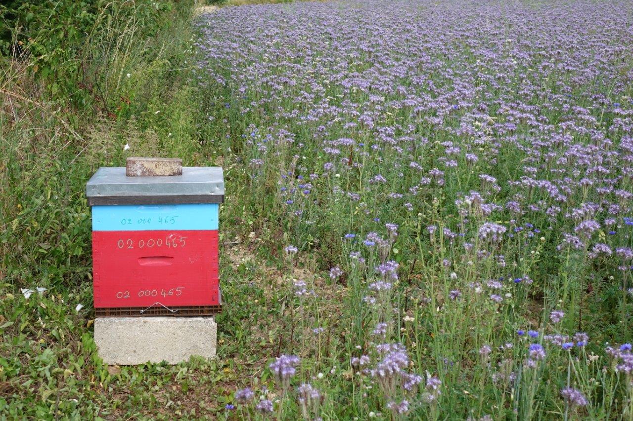 Chaque soir, les abeilles ferment la ruche sur les coups de 20h00...