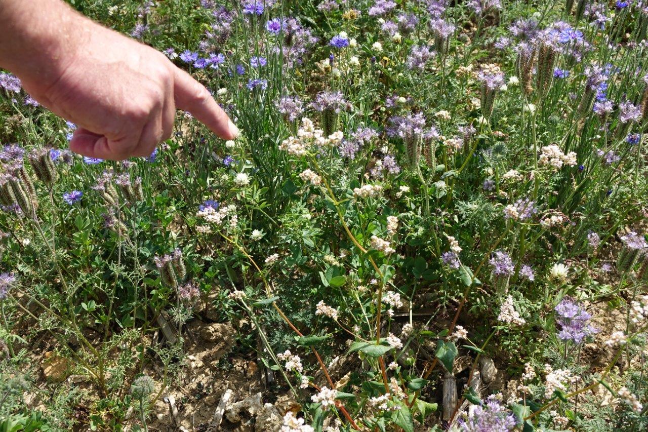 Les abeilles aiment le sarrasin. Et réciproquement...
