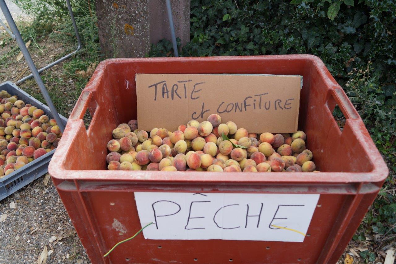 Les pêches mûres sont particulièrement sucrées.