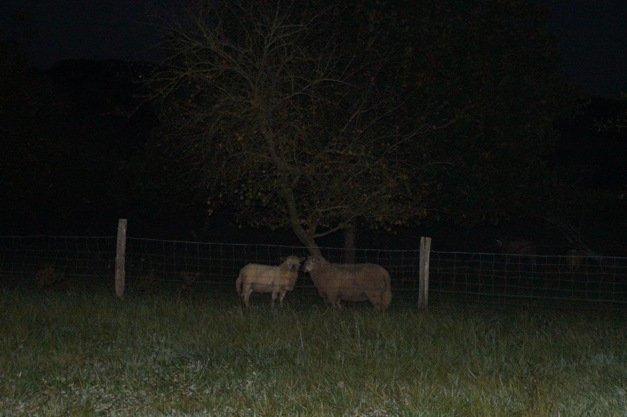 Le jour, les vaches regardent passer les trains. La nuit, les moutons regardent passer les marcheurs.