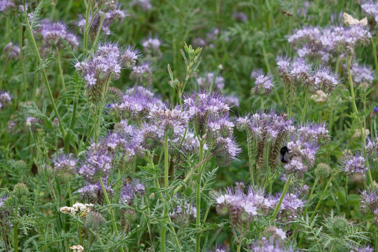 Les pollinisateurs ne prennent pas de vacances....