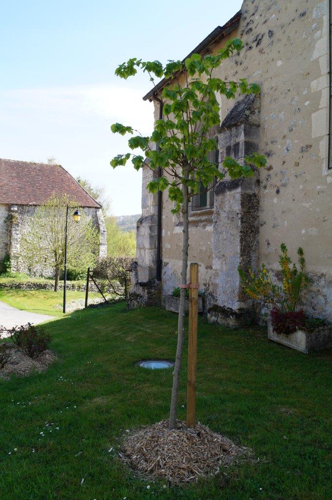 Tilleul à Baulne-en-Brie.