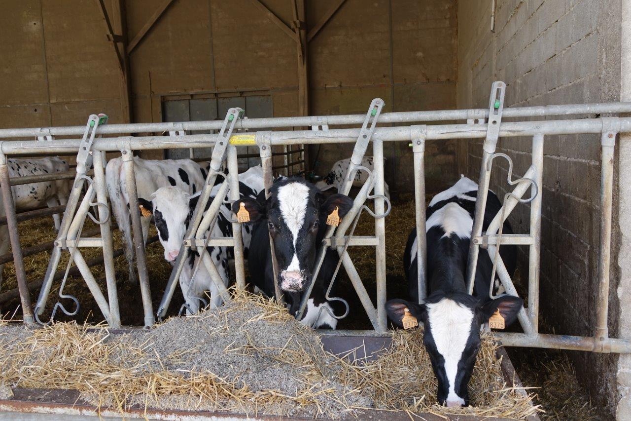 La race bovine Hol'stein forme le troupeau laitier utilisé pour les missions de l'enseignement agricole...