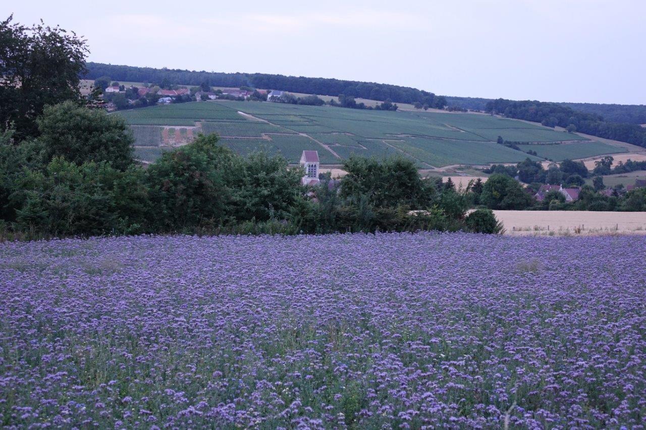 Un petit coin de paradis aux portes du bourg.