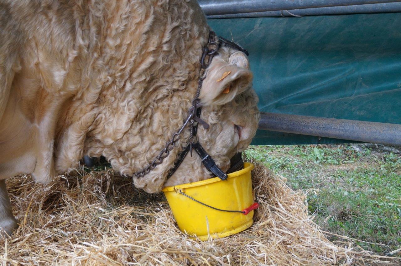 Selon son propriétaire, Joël Reser, de Chatillon-sur Broué près du lac du Der, James Bond engloutit dix seaux d'alimentation animale par jour avant un concours.