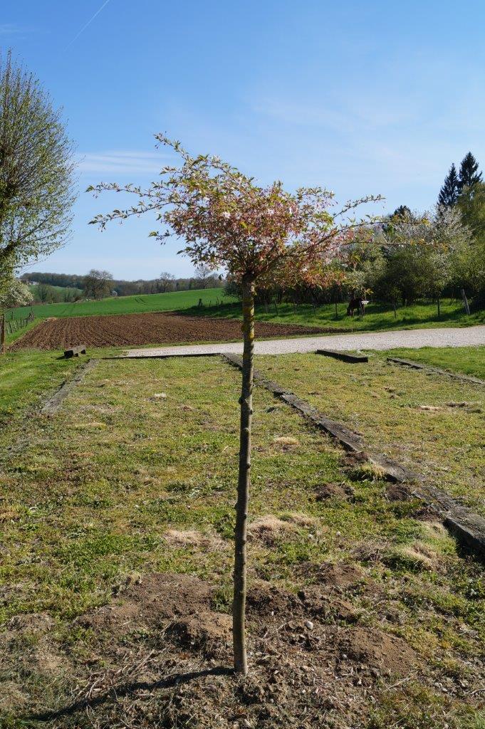 Prunus automnal à La Chapelle-Monthodon.