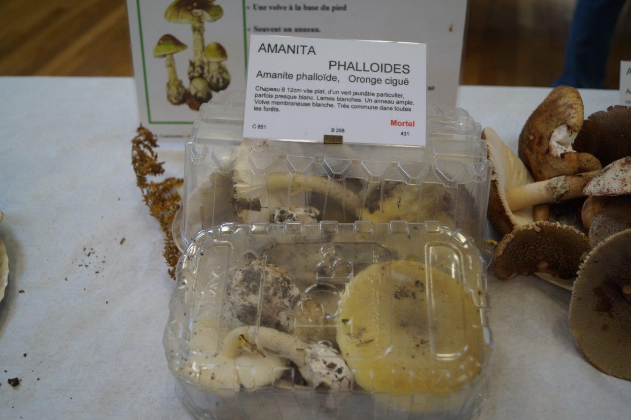 Sous cloche, ce champignon n'est vraiment pas un ami...