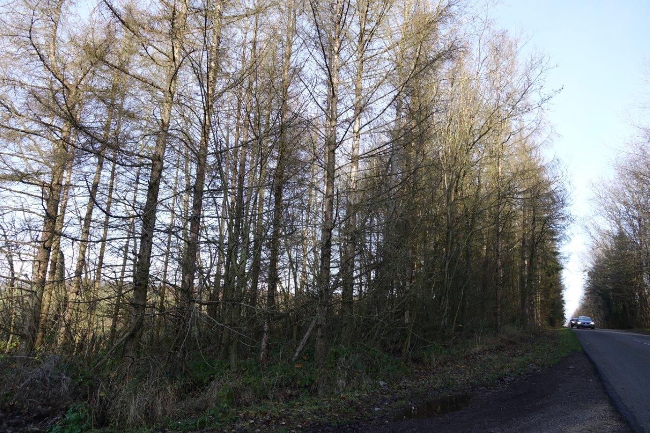 Les sapins, au droit de l'ancienne décharge, sont pratiquement tous attaqués par les scolytes...