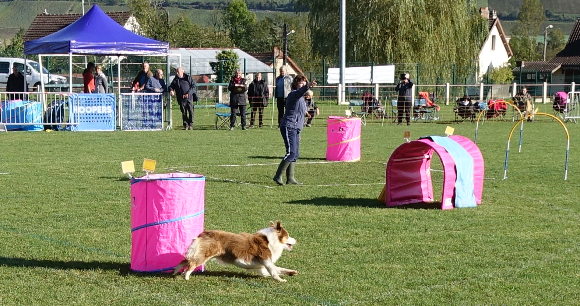Le binôme chien/humain dispose de trois minutes pour effectuer le parcours.