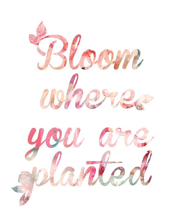 たまに見つけるアスファルトに咲くお花 英語 With スピリチュアル