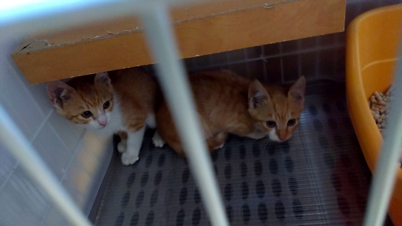 男の子の子猫２匹捕獲！