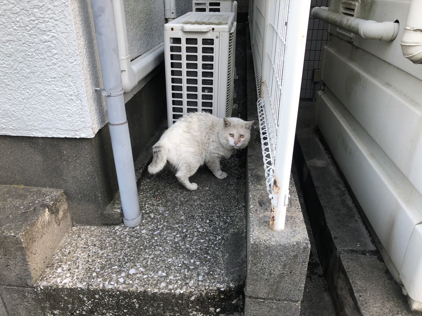 銀ちゃん経過報告
