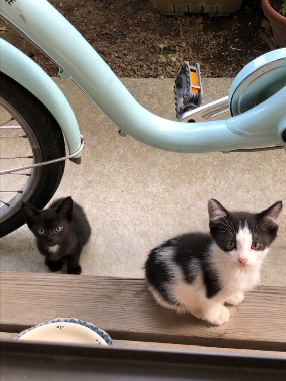 子猫２匹保護