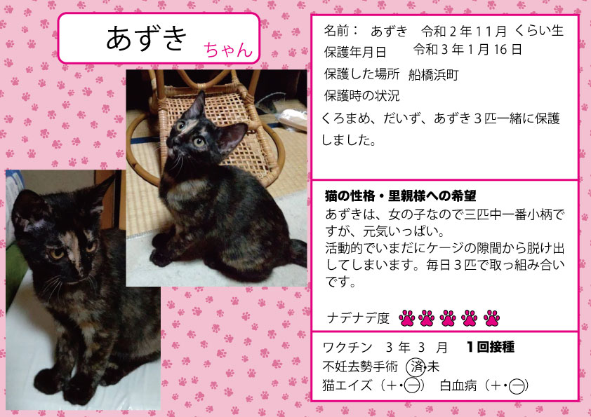 保護猫カフェ 猫の館me さんに入居しました U Chiikineko ページ 保護猫カフェ 猫の館me さんに入居しました U Chiikineko ページ