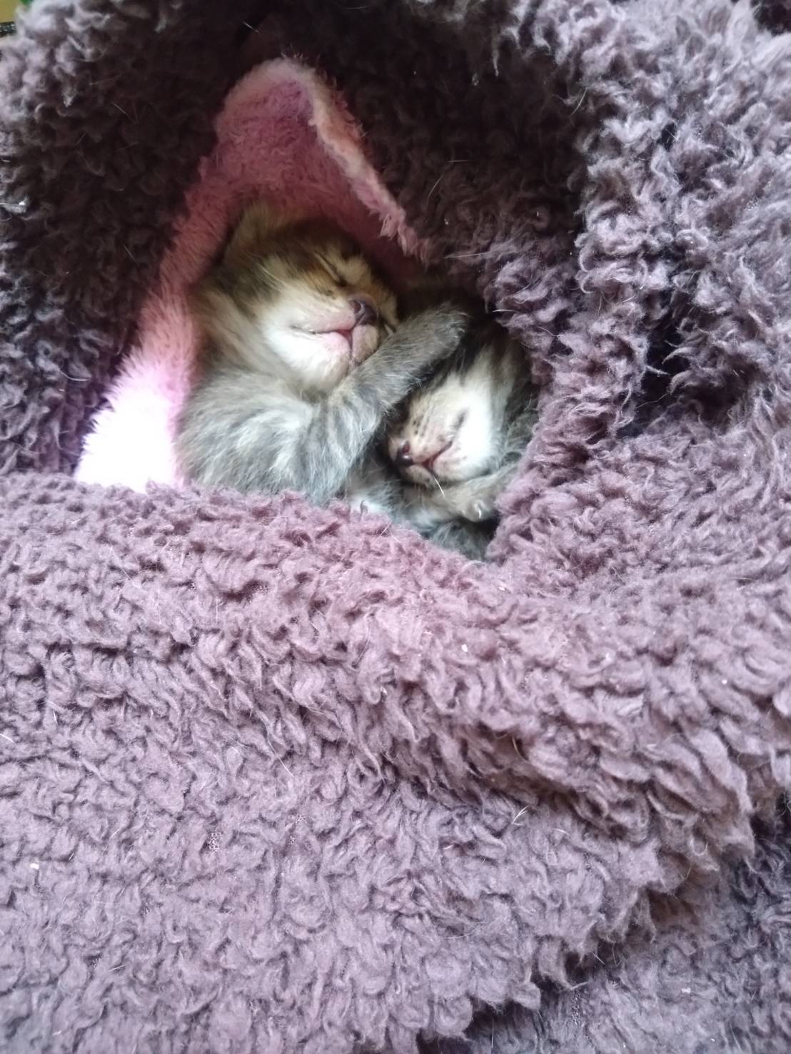 タンゴとセック