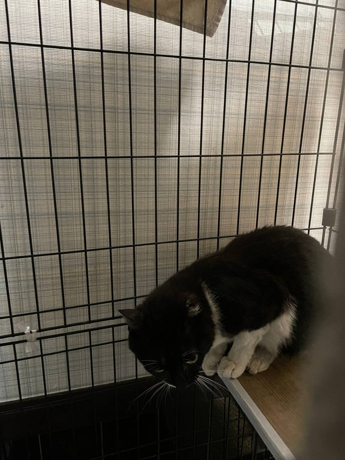 TNR