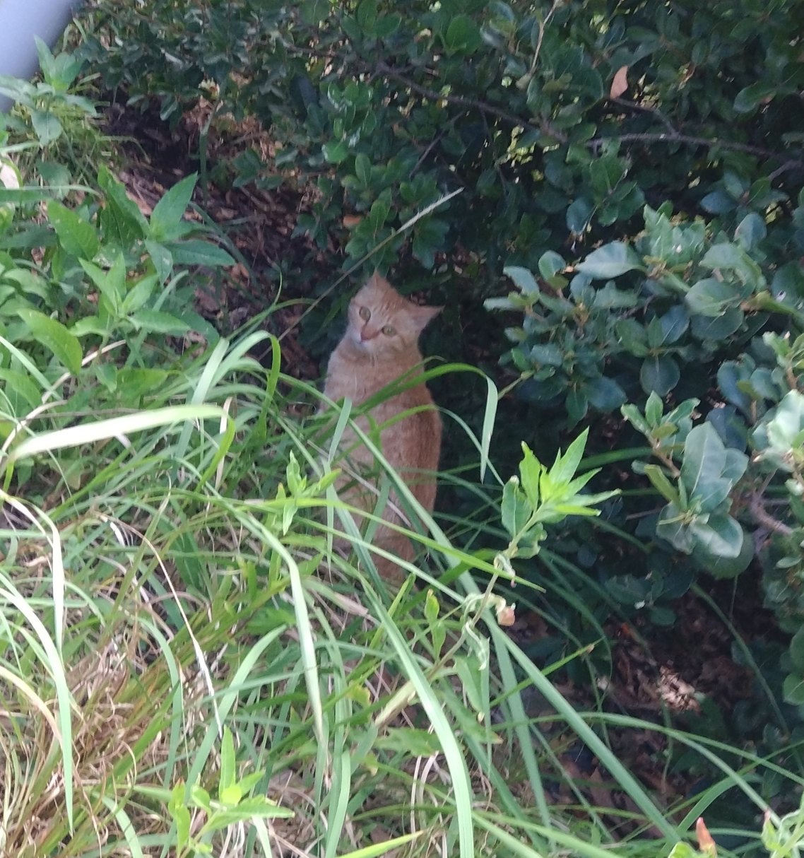 茶トラ親子の保護
