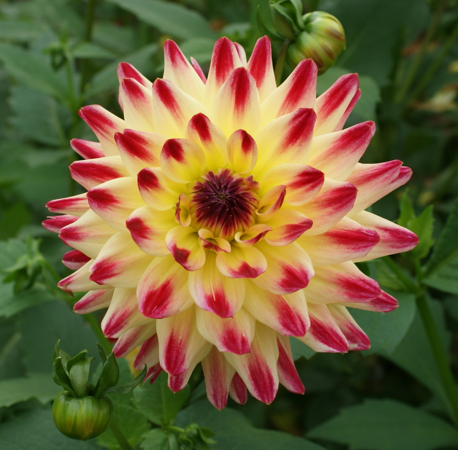 Dahlien kaufen, Dahlienverkauf alle Größen und Farben, Dahlienbuch