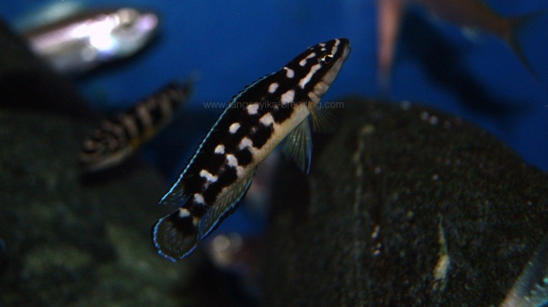 юлидохромис, юлидохромис транскриптус, юлидохромис транскриптус бемба, julidochromis, julidochromis transcriptus, julidochromis transcriptus bemba, 