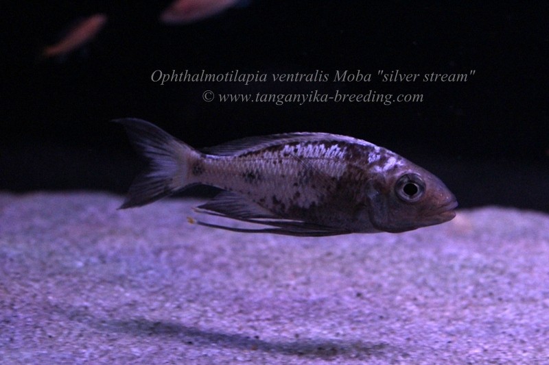 Ophthalmotilapia ventralis Moba "silver stream"