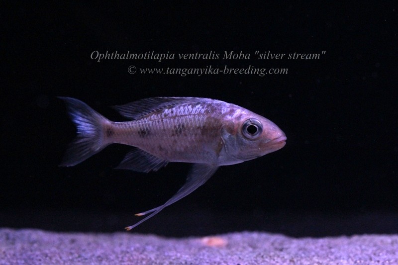 Ophthalmotilapia ventralis Moba "silver stream" 