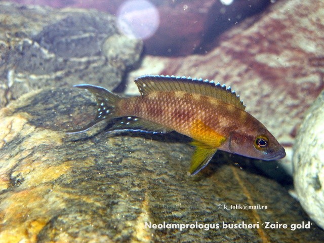Neolamprologus buscheri 'Zaire gold'  