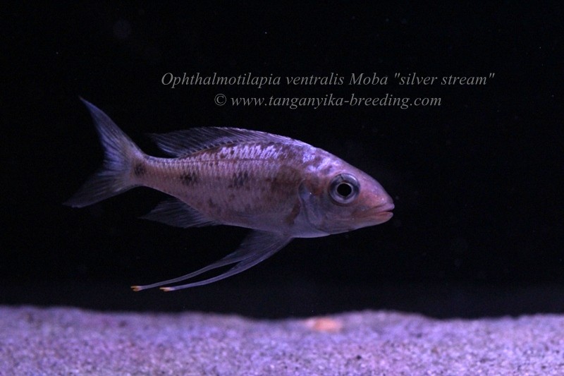 Ophthalmotilapia ventralis Moba "silver stream" 