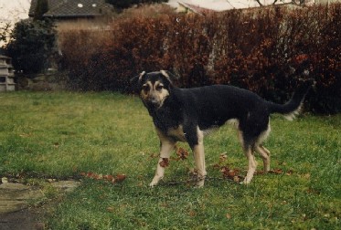 Charla, war mein erster und fröhlichster Hund - meine "Marilyn Monroe". Leider starb sie schon mit zwei Jahren an den Folgen einer Narkose!