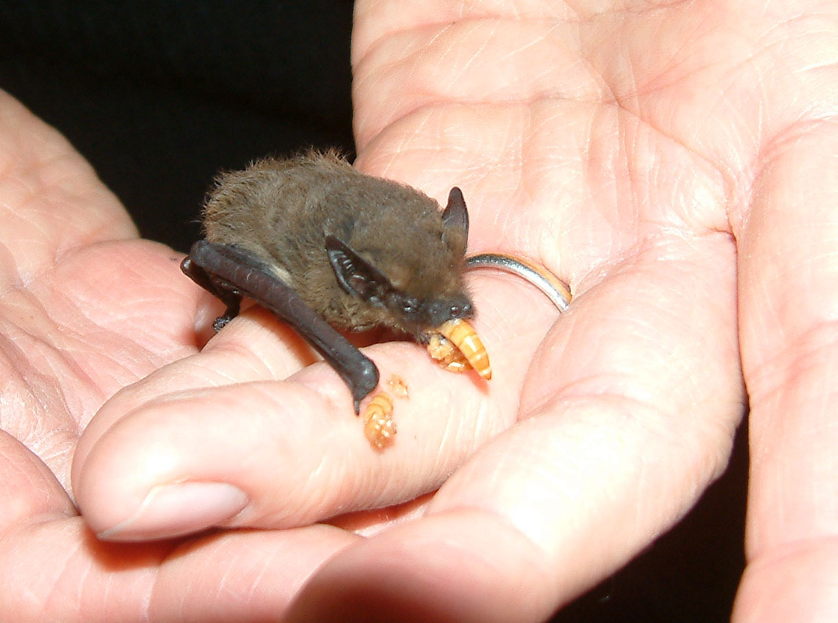 Eine Zwergfledermaus wird aufgepäppelt Foto: M. Kühn und H.Lichti LBV Dachau