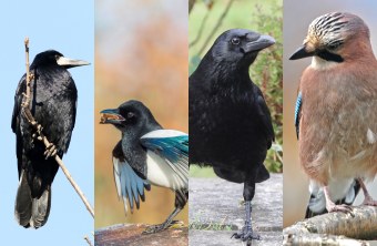 Rabenvögel im Vergleich © Hans Wolf/Ralph Sturm/Reinhold Peisker/Walter Reichert