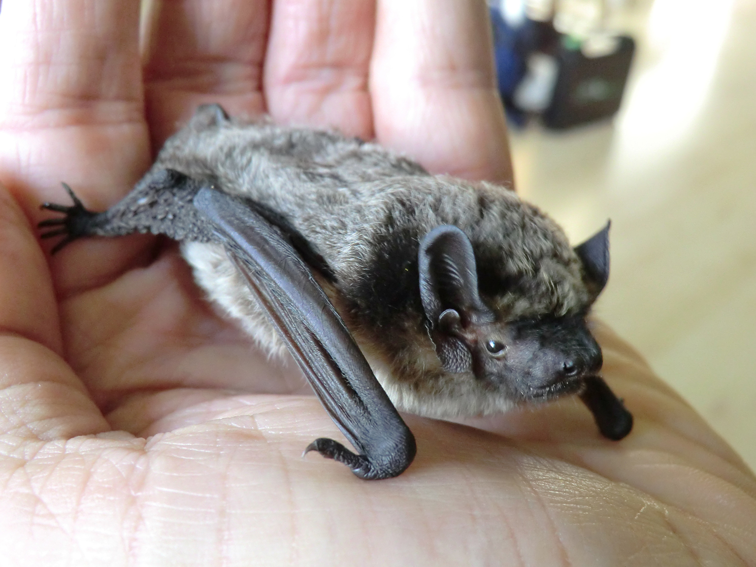 Zweifarbfledermaus Foto: M. Kühn und H.Lichti LBV Dachau