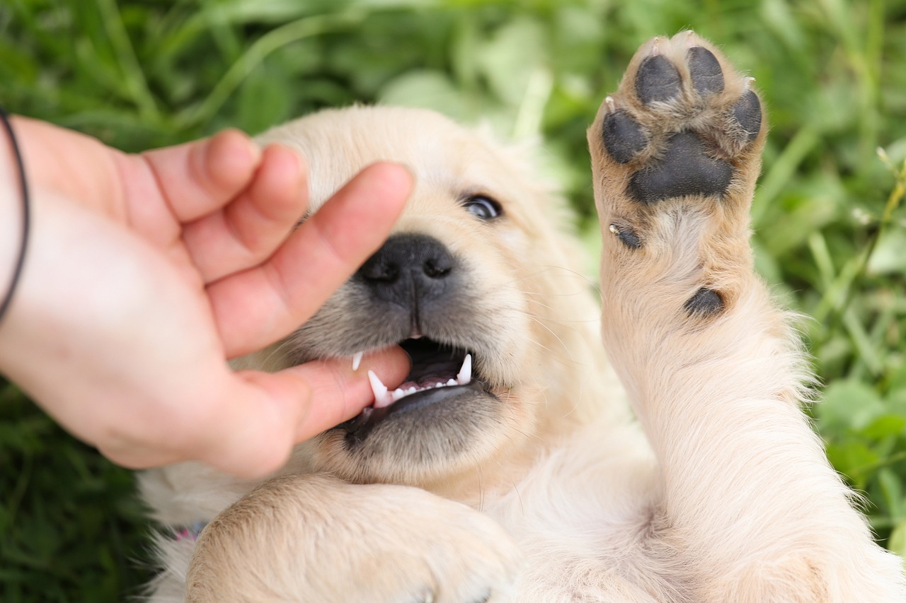 Mijn puppy bijt in handen en voeten