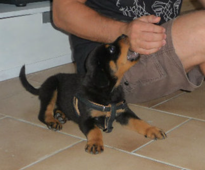 Waarom veel puppyproblemen pas thuis zichtbaar worden
