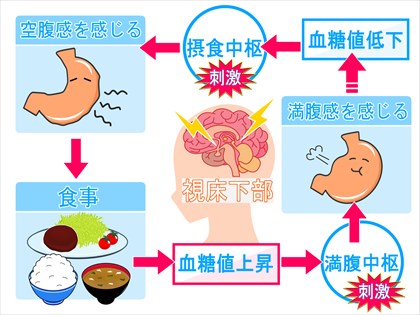 食欲の仕組みのイラスト