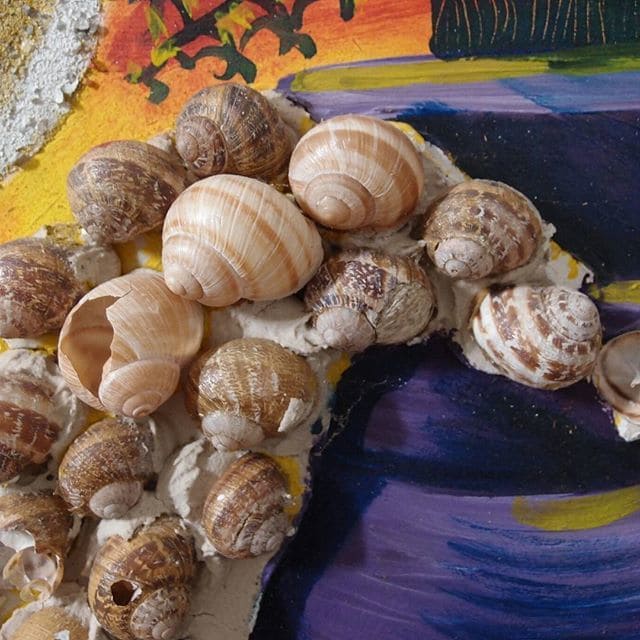 Détail, technique mixte de Di Rosa avant restauration. ici coquilles d'escargots, colle à carrelage, sable et peinture glycérophtalique sur panneau d'aggloméré. 