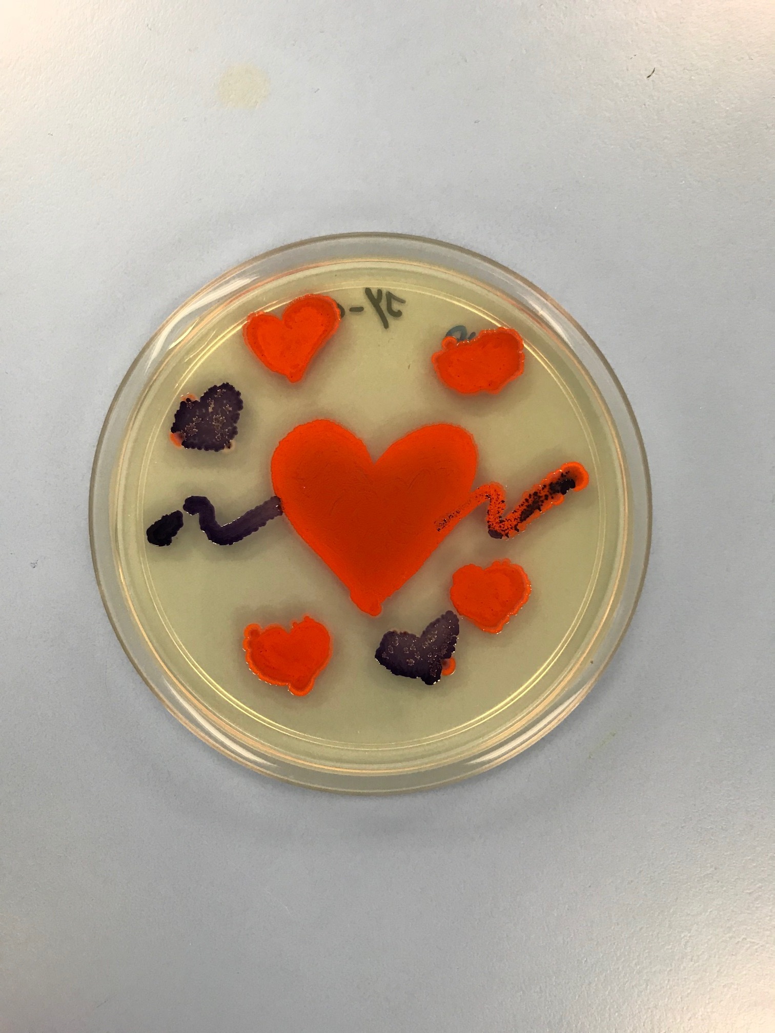 Bacteria Arts 3. Photo credits to Calvin
