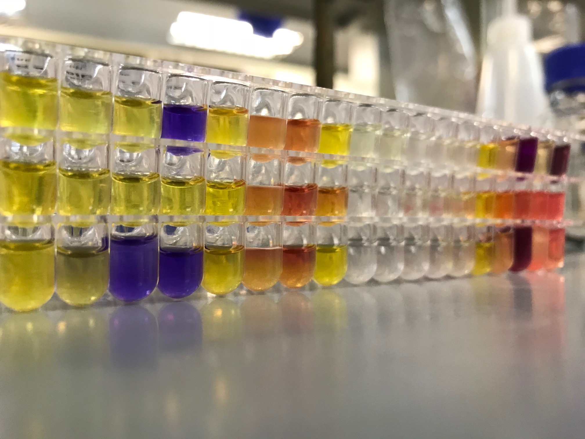 Bacterial phenotypic identification test (RaPID test). Photo credits to Calvin