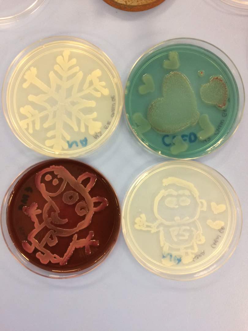 Bacteria Art 1. Photo credits to Calvin